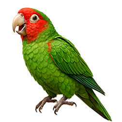 Cherry-headed Conure